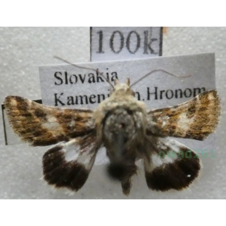 Schinia cognata (Freyer, 1833) Slovakia100k